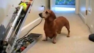 Безумно смешные зверушки - смотреть видео (6:12)