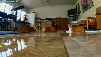 Кошки против лазера - смотреть видео (0:45)