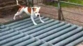 Препятствие для пса - смотреть видео (0:09)