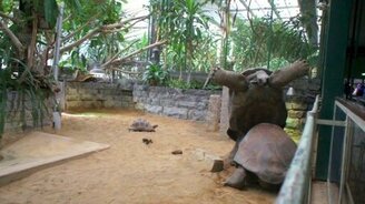 Черепаха в отпаде - смотреть видео (0:32)