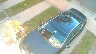 Прыжок кота-ниндзя - смотреть видео (0:11)