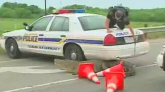 Люди и животные - смотреть видео (7:35)