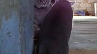 Кошачая разборка по понятиям - смотреть видео (0:57)