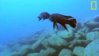 Рыбий поединок - смотреть видео (0:57)