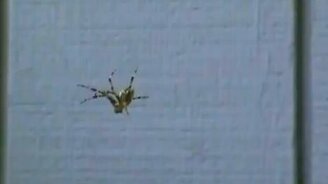 Как напугать паука - смотреть видео (0:32)