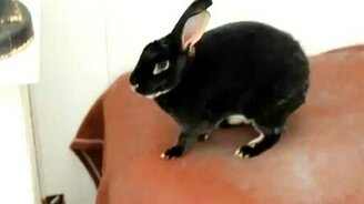 Внезапный кролик - смотреть видео (0:11)