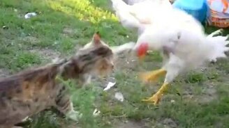 Кот на охоте за курочкой - смотреть видео (0:10)