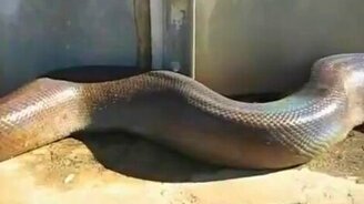 Самая большая змея - смотреть видео (0:18)