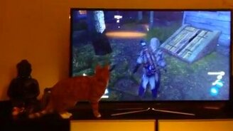 Кот в замешательстве - смотреть видео (0:53)