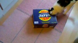 Кот против коробки - смотреть видео (2:20)