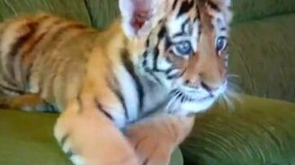 Тигрёнок в доме - смотреть видео (3:07)