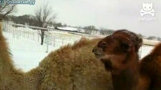 Верблюжата на снегу - смотреть видео (0:48)