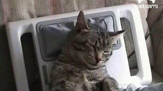 Кошки и массажёры - смотреть видео (1:22)