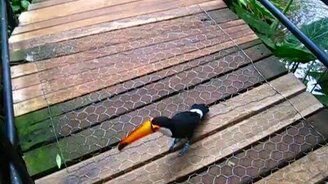 Опасный тукан - смотреть видео (1:07)