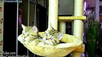 Котята наблюдают за теннисом - смотреть видео (0:59)