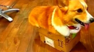 Собачонка в коробчонке - смотреть видео (0:45)