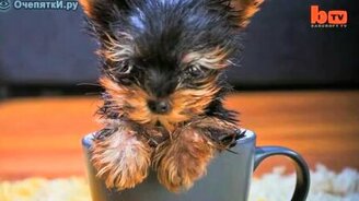 Самая маленькая собака в мире - смотреть видео (0:41)