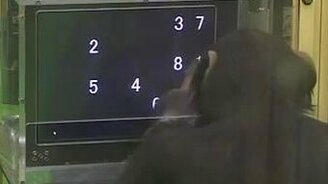 Умная шимпанзе - смотреть видео (0:37)