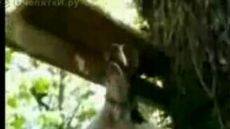 Собака скалолаз - смотреть видео (0:34)