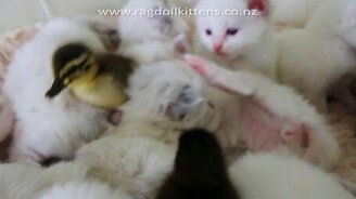 Котята и утята - смотреть видео (2:18)