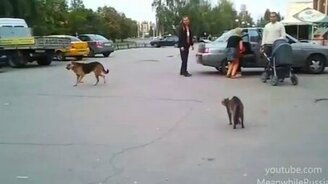 В кота вселился бес - смотреть видео (0:28)