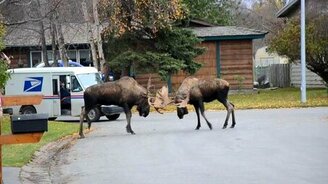 Поединок двух лосей - смотреть видео (1:05)