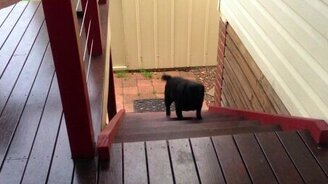 Забавный пёсик - смотреть видео (0:15)