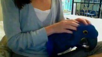 Попугай балдеет от массажа - смотреть видео (2:50)