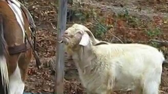 В глаза смотри! - смотреть видео (0:57)