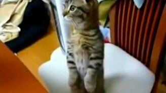 10 самых милых котят интернета - смотреть видео (2:45)