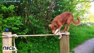 Собачье равновесие - смотреть видео (0:42)