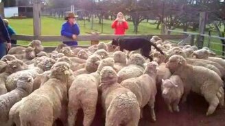 Посчитал поголовье скота - смотреть видео (0:07)