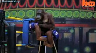 Обезьяний кикбоксинг - смотреть видео (1:30)