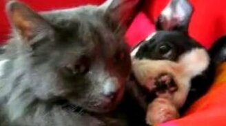 Любовь навеки - смотреть видео (1:19)