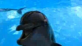 Дельфинчик пародист - смотреть видео (0:20)