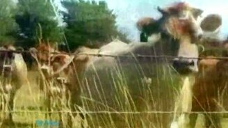 Призывный клич бурёнкам - смотреть видео (1:22)