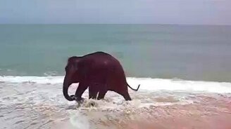 Слонёнок играет с верёвкой - смотреть видео (1:40)