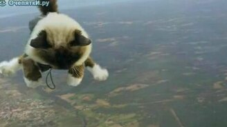 Кошачий скайдайвинг - смотреть видео (0:40)