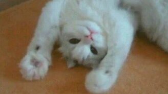 Четверолапый блюз - смотреть видео (3:32)