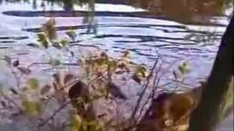 Упал с ветки в воду - смотреть видео (0:52)