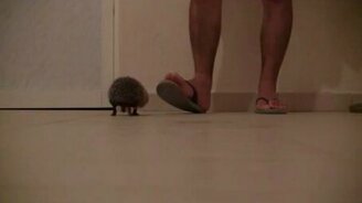 Заманивает ёжика - смотреть видео (1:00)