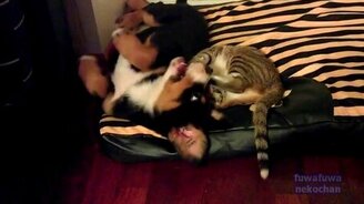 Два другана отдыхают - смотреть видео (1:27)