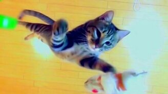 Прыжки кота в высоту - смотреть видео (2:44)