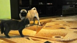 Неожиданный манёвр от котёнка - смотреть видео (0:18)