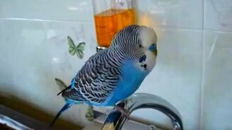 Кто чай не пьёт, тот чмо - смотреть видео (2:20)