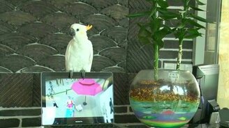 Попугай спел Gangnam style - смотреть видео (1:11)