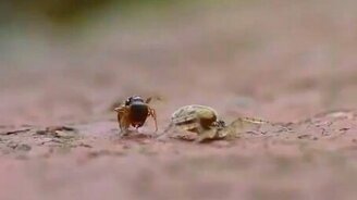 Паук против муравья - смотреть видео (1:25)