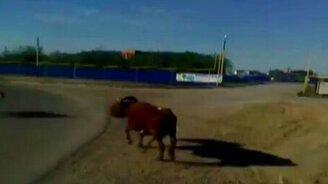 Корова с бочкой на голове - смотреть видео (0:32)