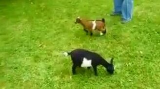 Козлёнок-паркурщик - смотреть видео (0:37)