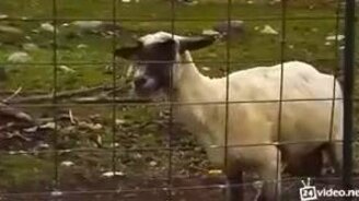 Овечий клич - смотреть видео (0:06)